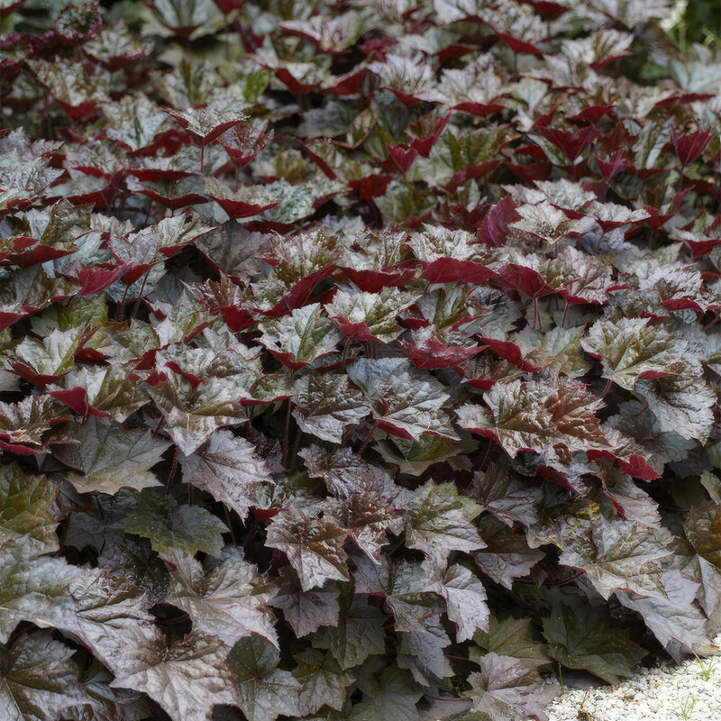 Heuchera mic. 'Palace Purple' - ↕25cm - Ø9cm