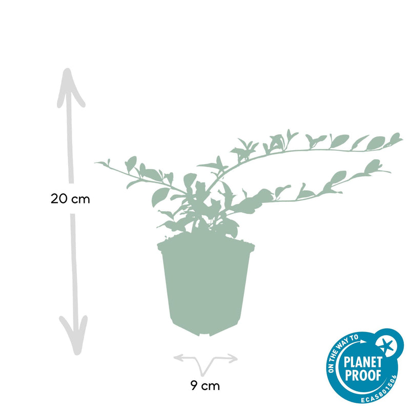 Cotoneaster dammeri - ↕10-25cm - Ø9cm - 12x