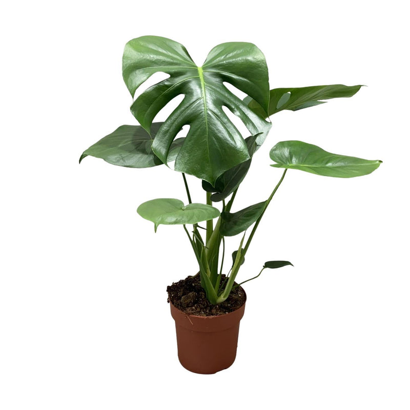 Monstera Deliciosa Bush - Ø17cm - ↕55cm