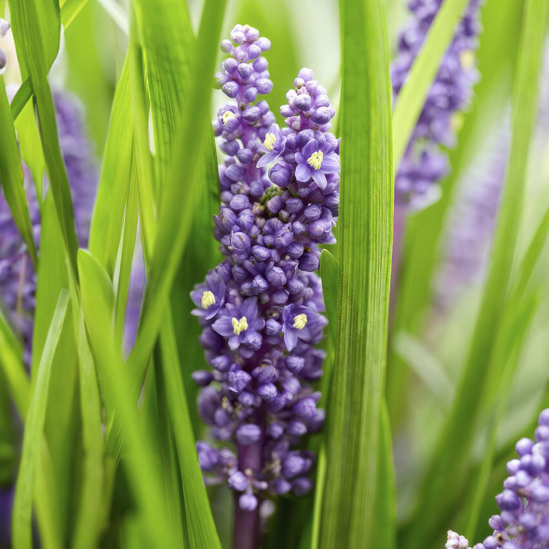 Liriope muscari 'Big Blue' - ↕10-25cm - Ø9cm - 20x