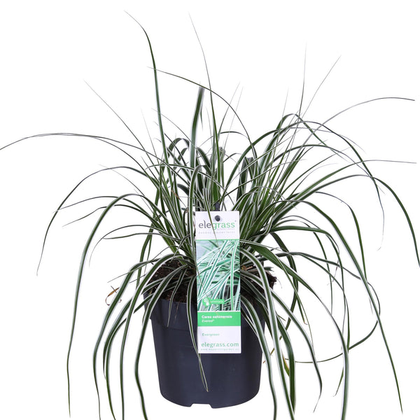 Carex oshimensis 'Everest'® - ↨30cm - Ø14