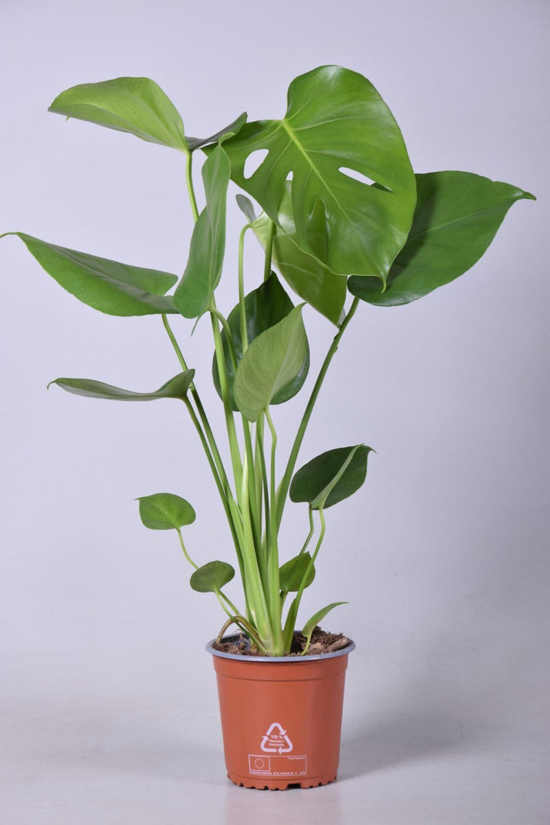 Monstera Deliciosa - Ø14cm - ↕55cm